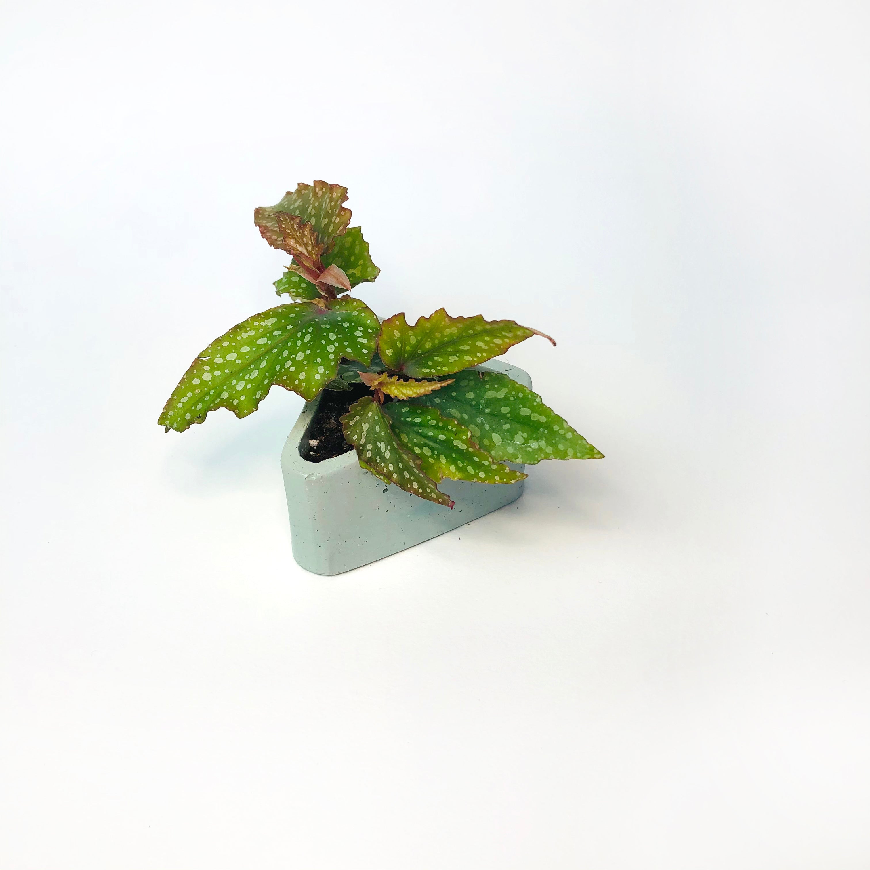 Small Triangle Planter - Mint